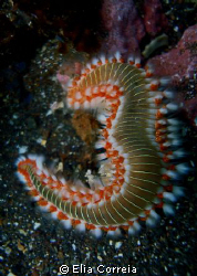 Fire worm! by Elia Correia 